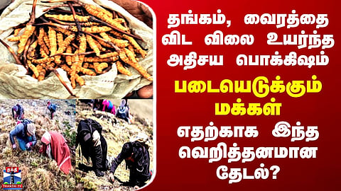 Yarsagumba | தங்கம், வைரத்தை விட விலை உயர்ந்த அதிசய பொக்கிஷம் - படையெடுக்கும் மக்கள்