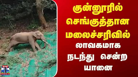 Nilagiri | Elephant | குன்னூரில் செங்குத்தான மலைச்சரிவில் லாவகமாக நடந்து சென்ற யானை