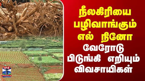 Nilagiri | El Nino takes revenge on Nilgiris..farmers uproot and throw them away