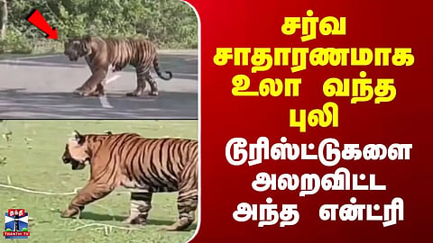 Nilgiris | Tiger strolls casually – A dramatic entry that sent tourists screaming.