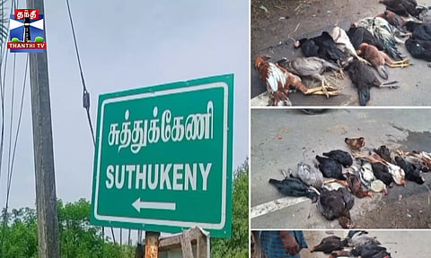 அரிசியில் விஷம் வைத்து கொடுத்ததில் 20 கோழிகள் பலி- போலீஸ் விசாரணை