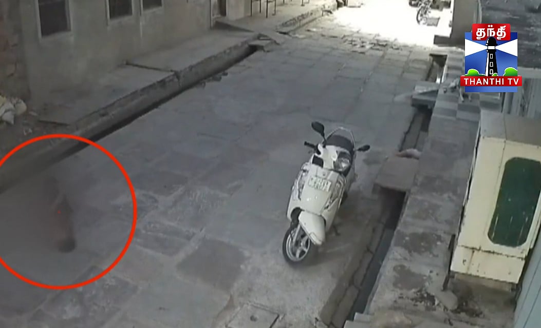 Rajasthan Dog Attack ராஜஸ்தானில் 5 வயது சிறுமி மீது தெருநாய் கொடூரத் ...