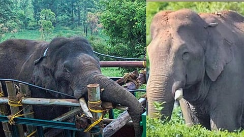 അരിക്കൊമ്പൻ സത്യത്തിൽ അരി പ്രാന്തൻ തന്നെയാണോ? 