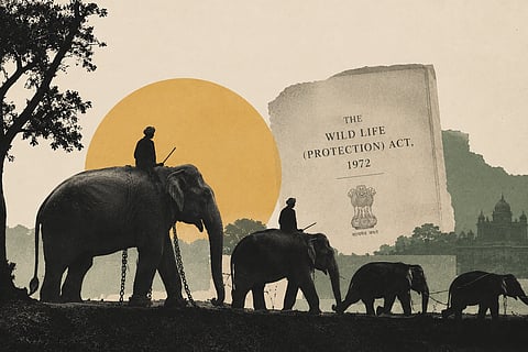 The Elephant Ownership Exception: A History of Protection and Possession