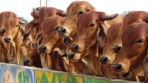 HRW report on India’s cow vigilantism, exposes the sheer collapse of our constitutional values