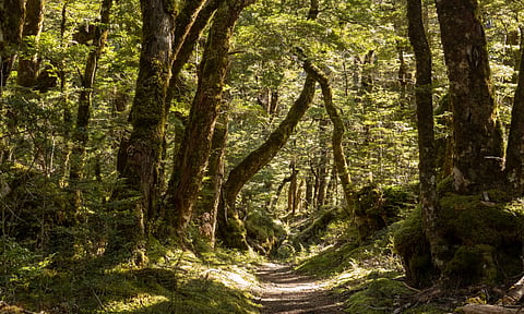 Forest Rights Act: While non-BJP states perform better, the law is moving at a snail’s pace in J&K