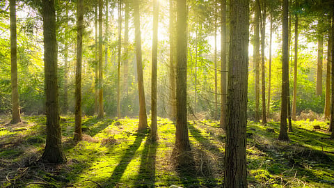 Representational Image. Image Courtesy: Pexels