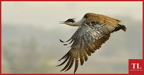 SC Orders Laying of Cable Transmission Lines Underground in Great Indian Bustard Habitats