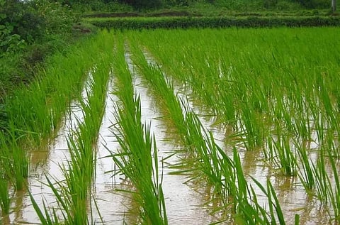 Representational Image. Image Courtesy: Indian Agricultural Facts