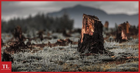 Forest Conservation Act: How the proposed changes are likely to make our climate change goals unachievable