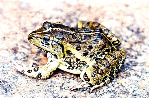 Image Credit: Nirmal Kulkarni 