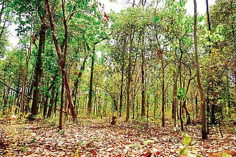Strengthening forest governance: examples from Kashmir