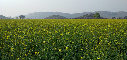 जाड़े की मार: भूमि पुत्रों को फसलों की चिंता, कृषि विभाग ने शुरू की सर्वे की कवायद