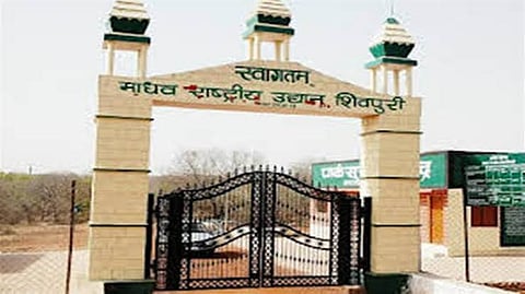 मध्य प्रदेश: माधव नेशनल पार्क में 27 साल बाद आए टाइगर, अभयारण्य क्षेत्र में स्थित आदिवासी बहुल गांवों का होगा विस्थापन 