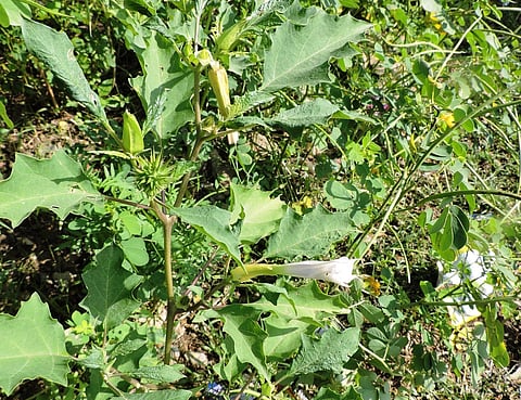 राजस्थान में मिली धतूरे की नई प्रजाति