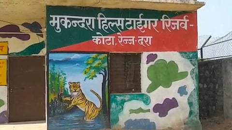 बाघों के रहवास के लिए सुरक्षित मुकुन्दरा हिल्स, फिर क्यों नहीं बढ़ रहा बाघों का कुनबा?