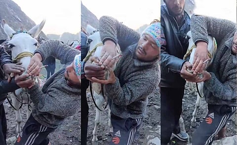 केदारनाथ के दर्शन करवाने वाले घोड़ों-खच्चरों पर क्यों हो रहा है अत्याचार?