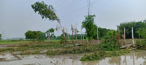दूसरे दिन खेत में होनी थी धान की रोपाई, उससे पहले यूपी पावर ट्रांसमिशन कॉर्पोरेशन लिमिटेड के कर्मचारियों ने सारे लिप्टस के पेड़ काटकर खेत में फेंक दिए। 