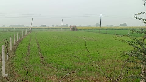 सवाईमाधोपुर जिले में गेहूं के खेत