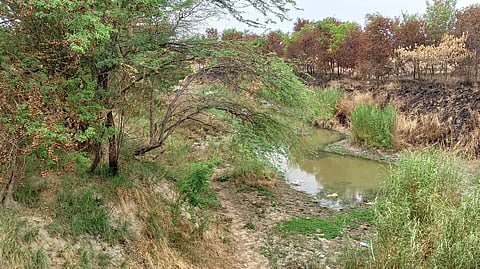 पूर्वी उत्तर प्रदेश में बहने वाली आमी नदी किसानों के लिए किसी वरदान से कम नहीं है, लेकिन धान की रोपाई के इस समय यह सूखी पड़ी है।  