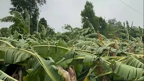 बुराहनपुर में तेज हवाओं से केले की फसल बर्बाद 
