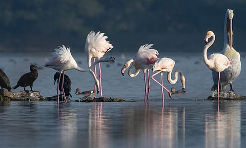 Greater Flamingos at Menar in Udaipur