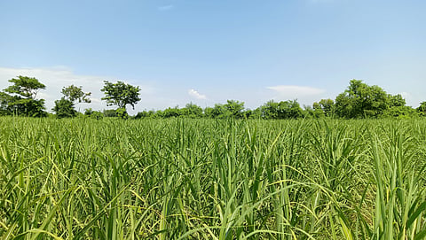 Moisture Meters: Ensuring Quality and Storage Suitability of Cereal Grains and Oilseeds