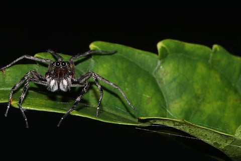 The researchers believe this new discovery expands our understanding of the distribution of this unique genus and hints at the diverse ecosystems India hosts.