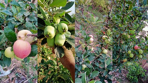 India's Fruit Revolution: Cabinet Clears ₹1,765 Crore Clean Plant Program