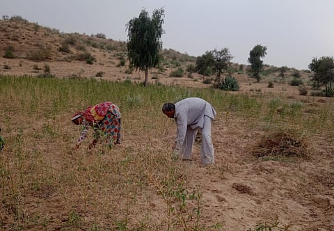 Papparam accomplished the feat without relying on chemical fertilizers and pesticides, opting instead for organic farming methods. 