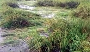 Heavy Rains Compound Farmers' Woes in Tamil Nadu