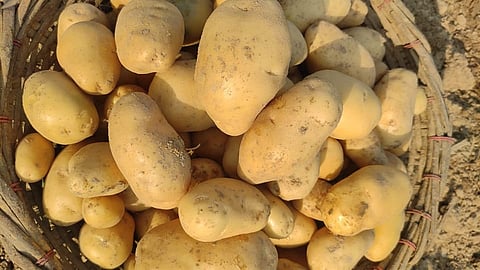 Potato Traders in West Bengal Call Off Strike
