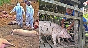 Mizoram Battles Deadly Swine Fever Outbreak