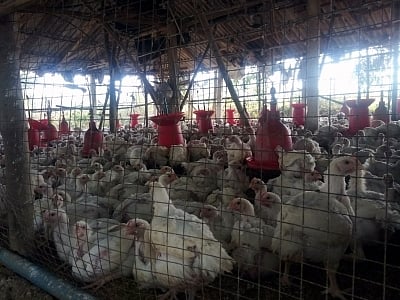 Telangana on High Alert After 2,500 Chickens Die, Possible Bird Flu Outbreak Suspected