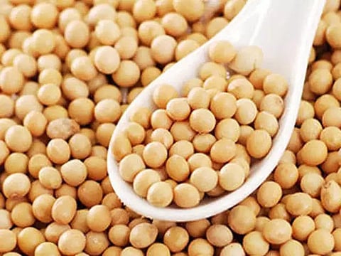  The history of soybean farming in Madhya Pradesh dates back to the rising global demand for oilseeds and protein-rich crops in the 1980s. 