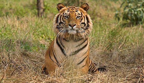 Pic Courtesy: Ranthambore National Park