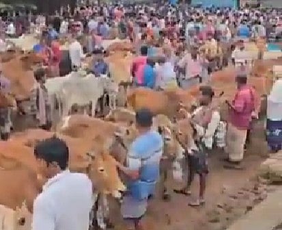 Hundreds of cattle remain unsold in local haats in Bengal, leaving families burdened with debt and feeding costs.