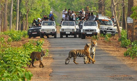 The Tadoba-Andhari Tiger Reserve in Chandrapur, Maharashtra.