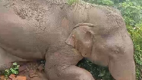 Wild tusker electrocuted in tribal village near Coimbatore 
