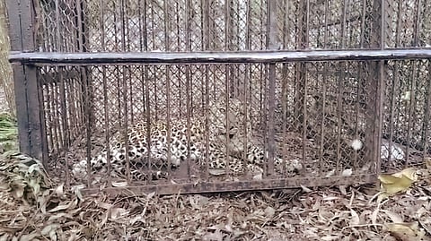 The Andhra Pradesh forest officials have captured fifth leopard near the Narasimhaswamy Temple in Tirupati.