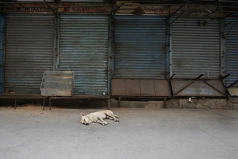 Representation image of a stray dog 