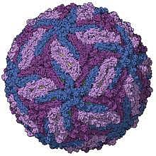 Zika virus