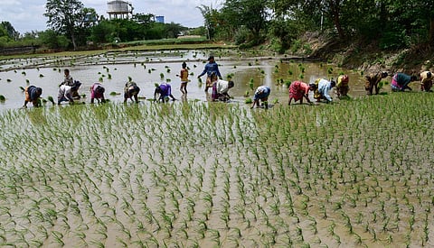 Paddy farmers in Telangana