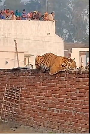 Image for Representation