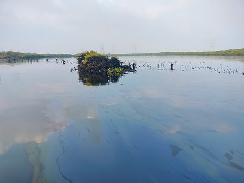A patch of mangroves started to getting damaged after oil spill in Ennore 