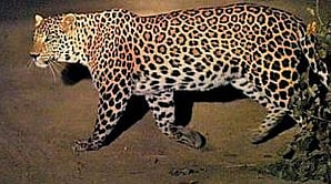 Leopard