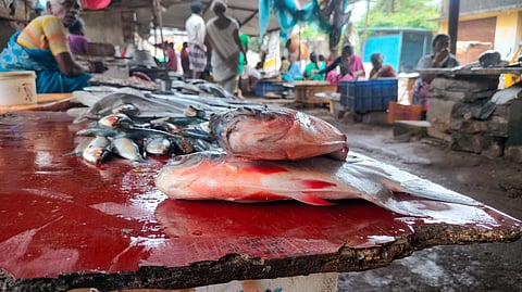 Ennore Fish Market 