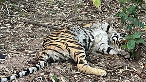 A female Tiger died