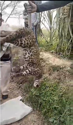 Leopard