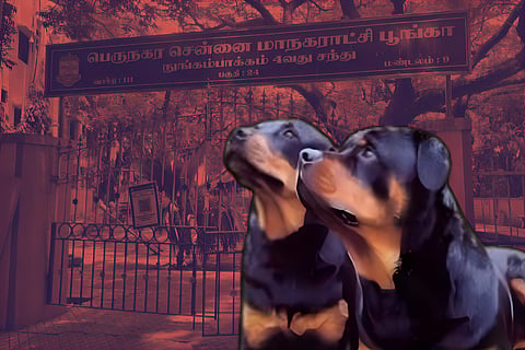 Chennai rottweiler attack: Residents say not the first incident